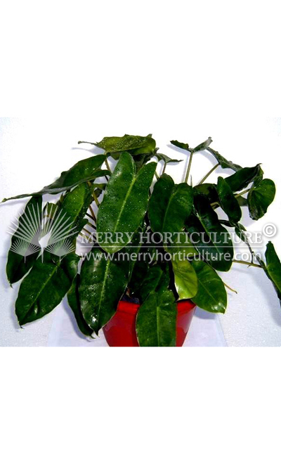 Philodendron Burle Mark